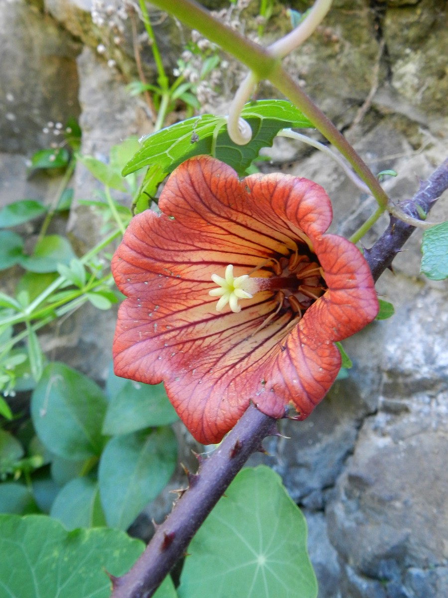 Canarina canariensis